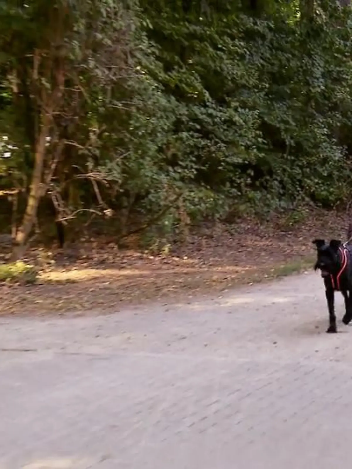 Bild zu: "Hund Matty hat die Hosen an"