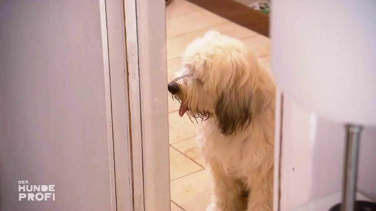 Türen-Training im Haus Boomer lernt langsam