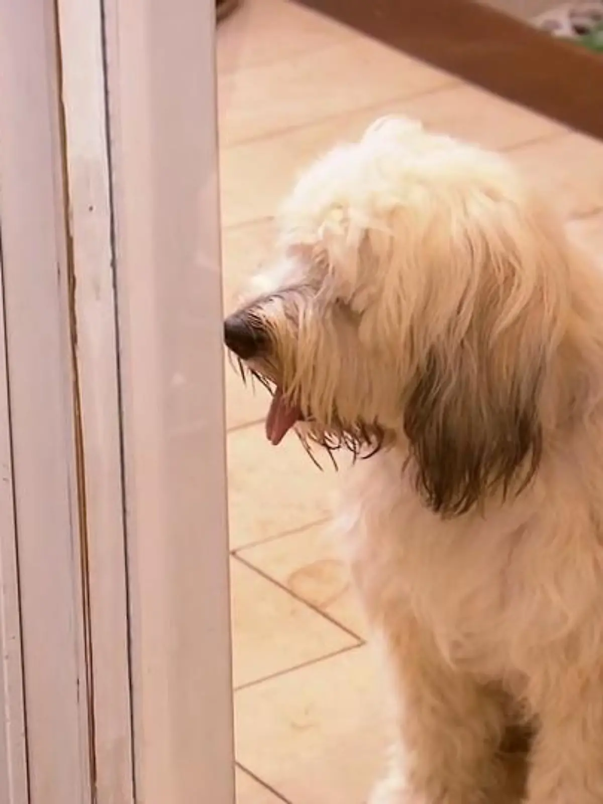 Bild zu: "Türen-Training im Haus"