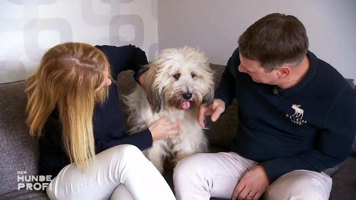 Boomer - Ein sehr lebhafter Vierbeiner Viel Arbeit steht bevor