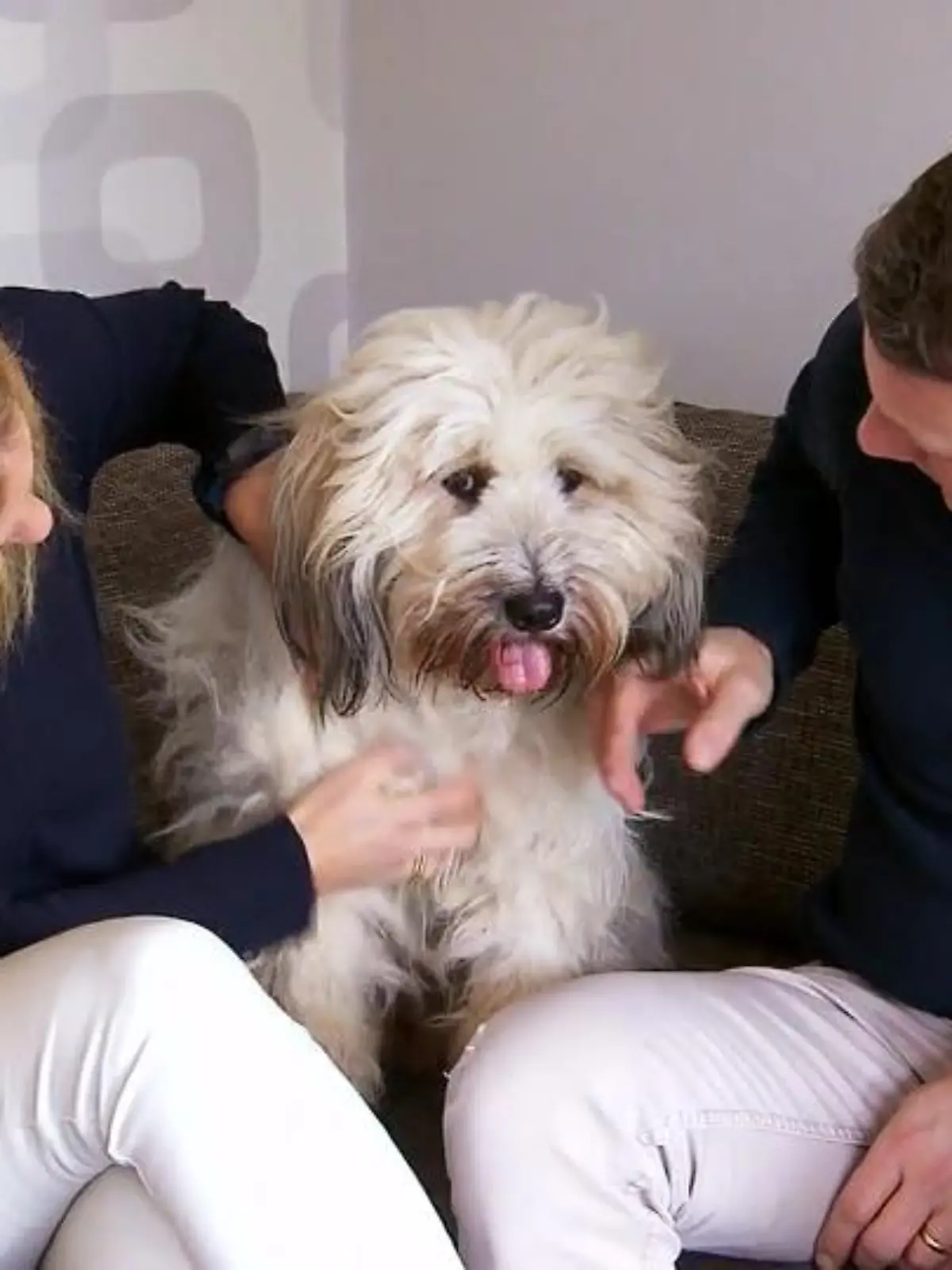 Bild zu: "Boomer - Ein sehr lebhafter Vierbeiner"