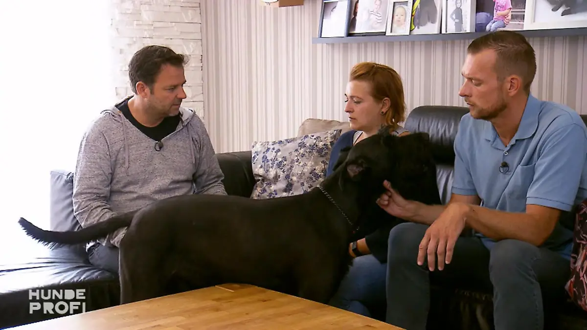 Riesenschnauzer Matt stresst die ganze Familie Kommt nicht zur Ruhe