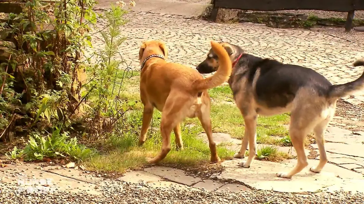 Ein zweiter Hund könnte Mischling Sofie helfen Große Angst vorm Herrchen