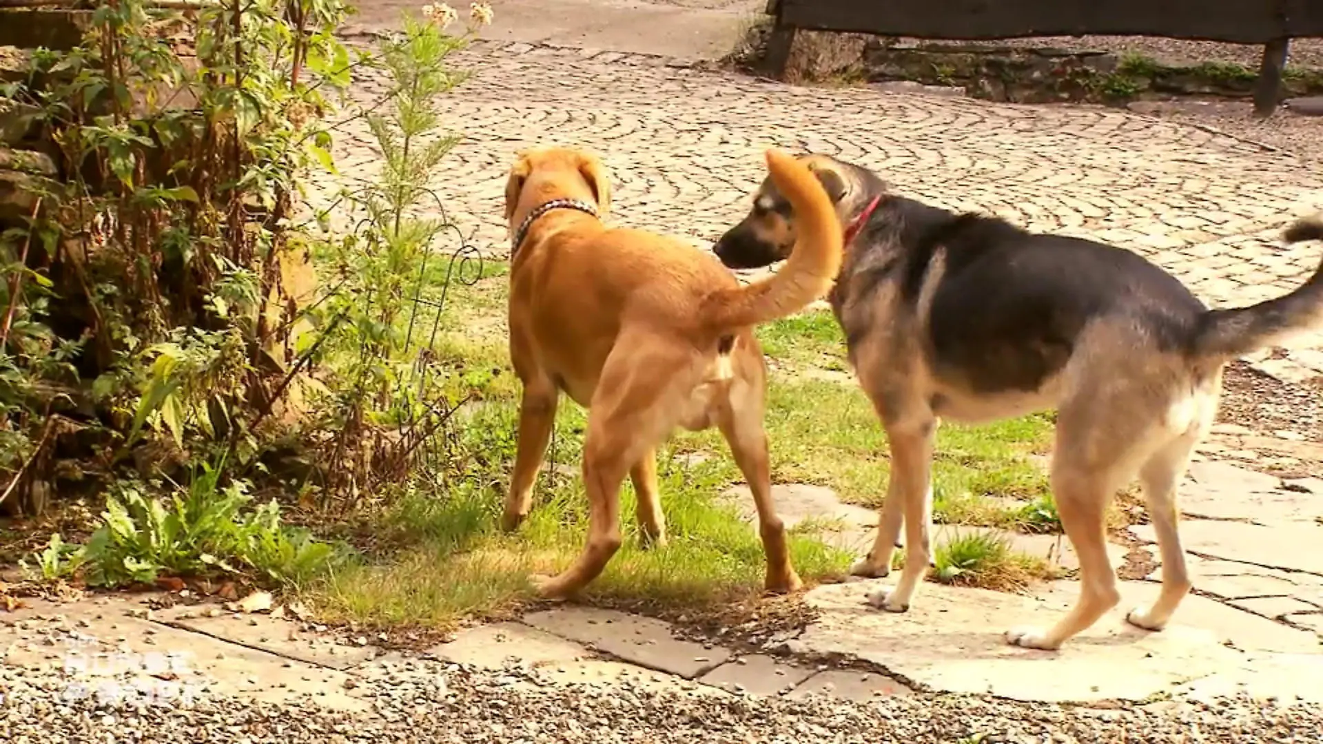 Ein zweiter Hund könnte Mischling Sofie helfen Große Angst vorm Herrchen