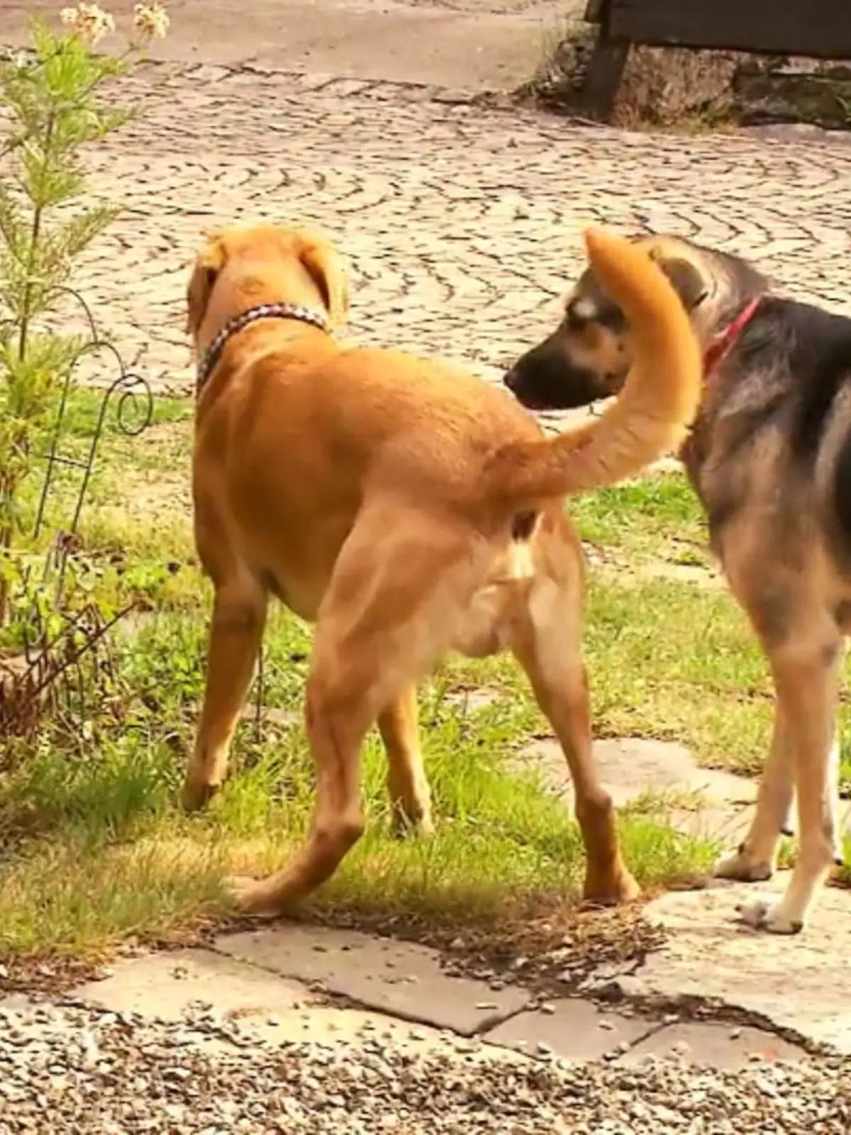 Bild zu: "Ein zweiter Hund könnte Mischling Sofie helfen"