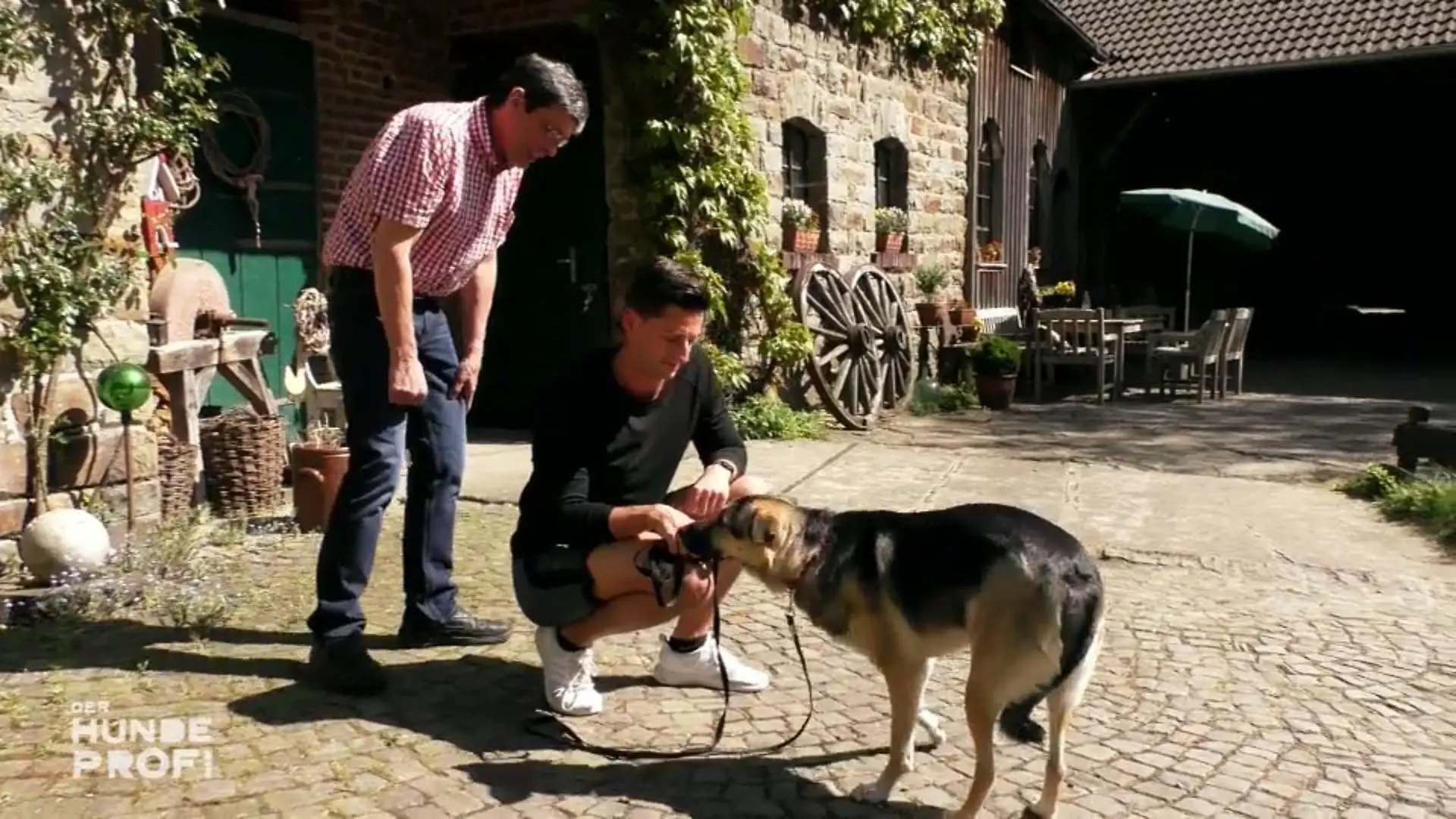 Hündin Sofie hat Angst vor ihrem Herrchen Was tun?