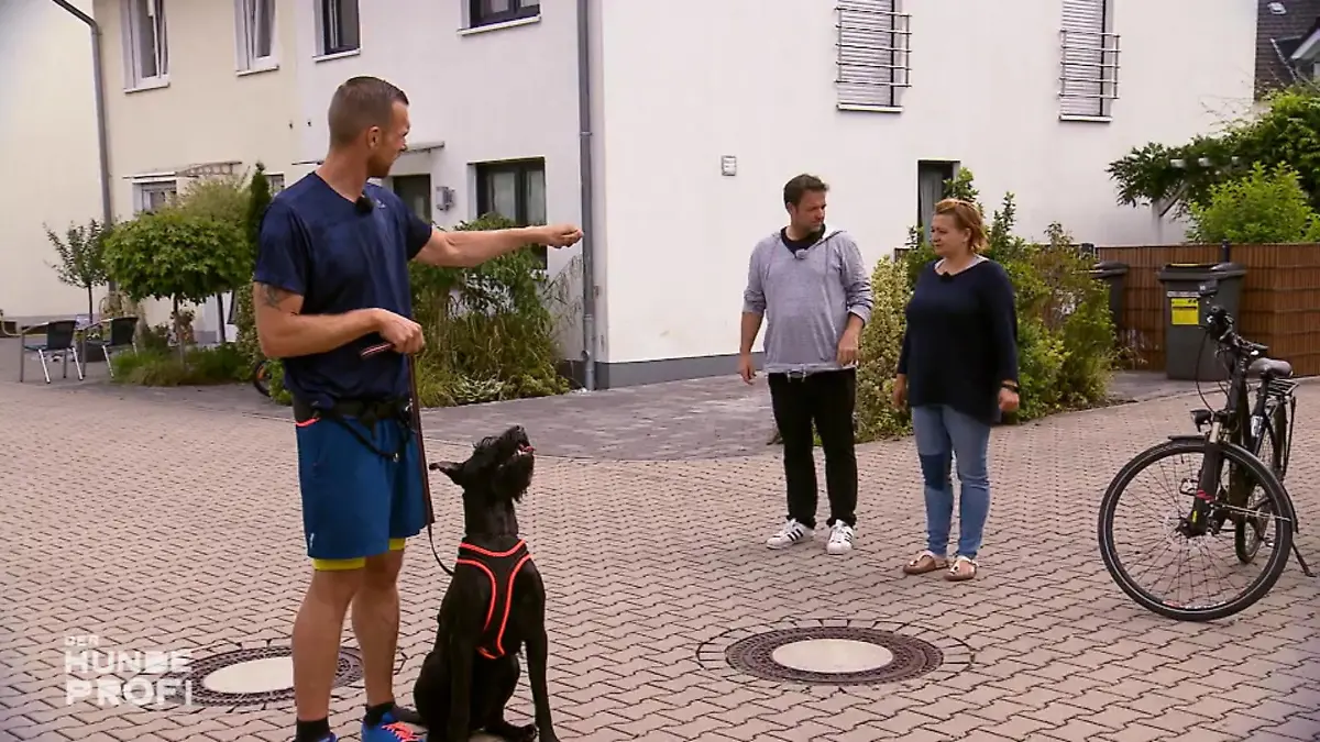 Riesenschnauzer Matt macht, was er will Martin Rütter ist fassungslos