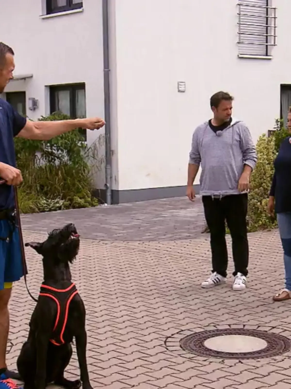 Bild zu: "Riesenschnauzer Matt macht, was er will"