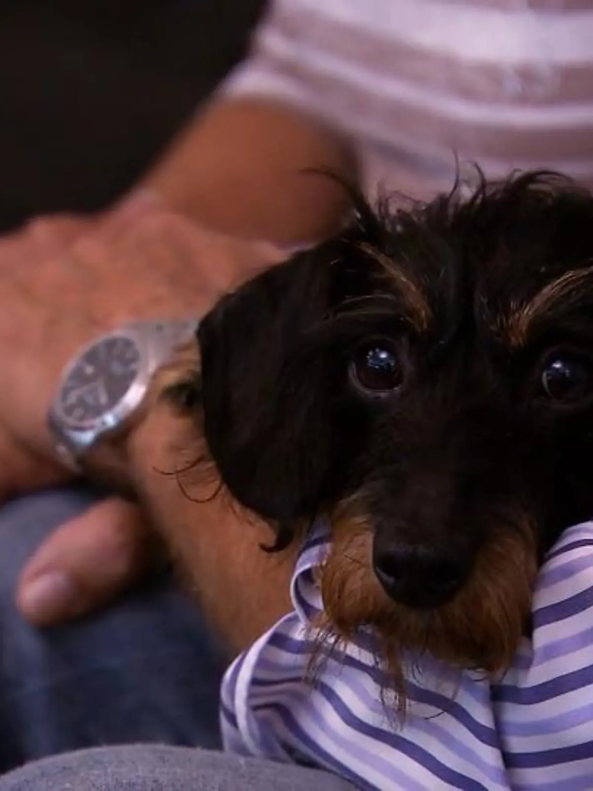 Bild zu: "Zu Hause Schmusehund, unterwegs Kläffmaschine"