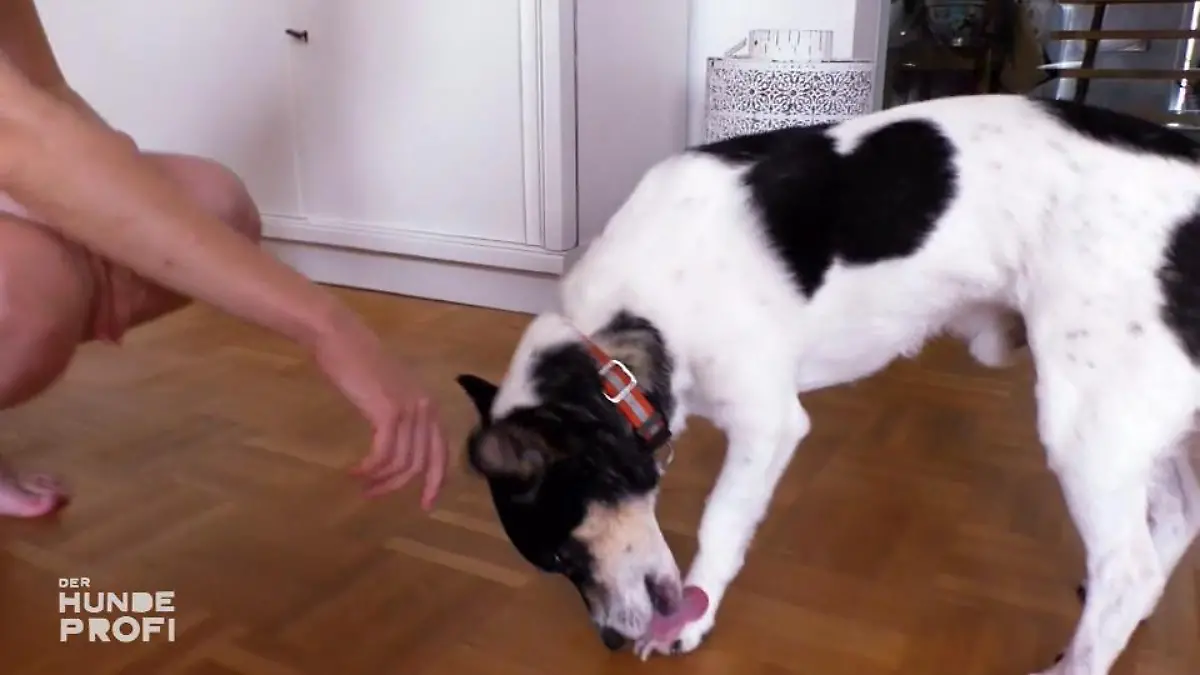 Leckt sich Jojo aus Trauer die Pfoten wund? Seine Liebe ist gestorben