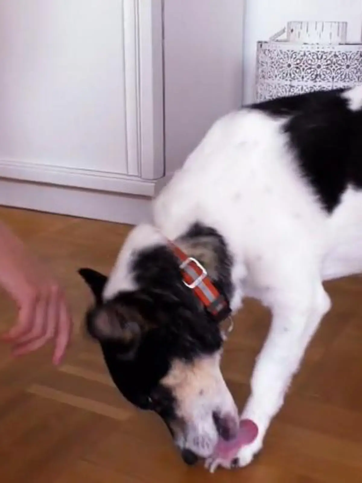 Bild zu: "Leckt sich Jojo aus Trauer die Pfoten wund?"