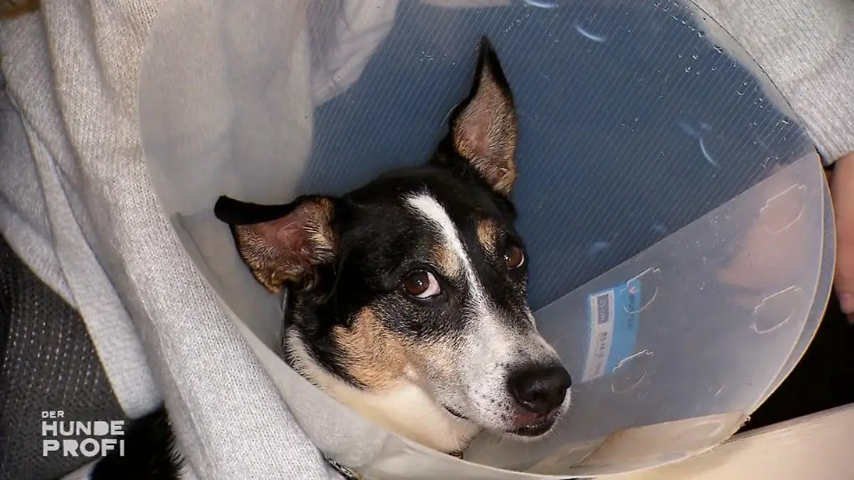 Außer dem Lecken geht's Jojo gut – was also tun? Martin greift in Trickkiste