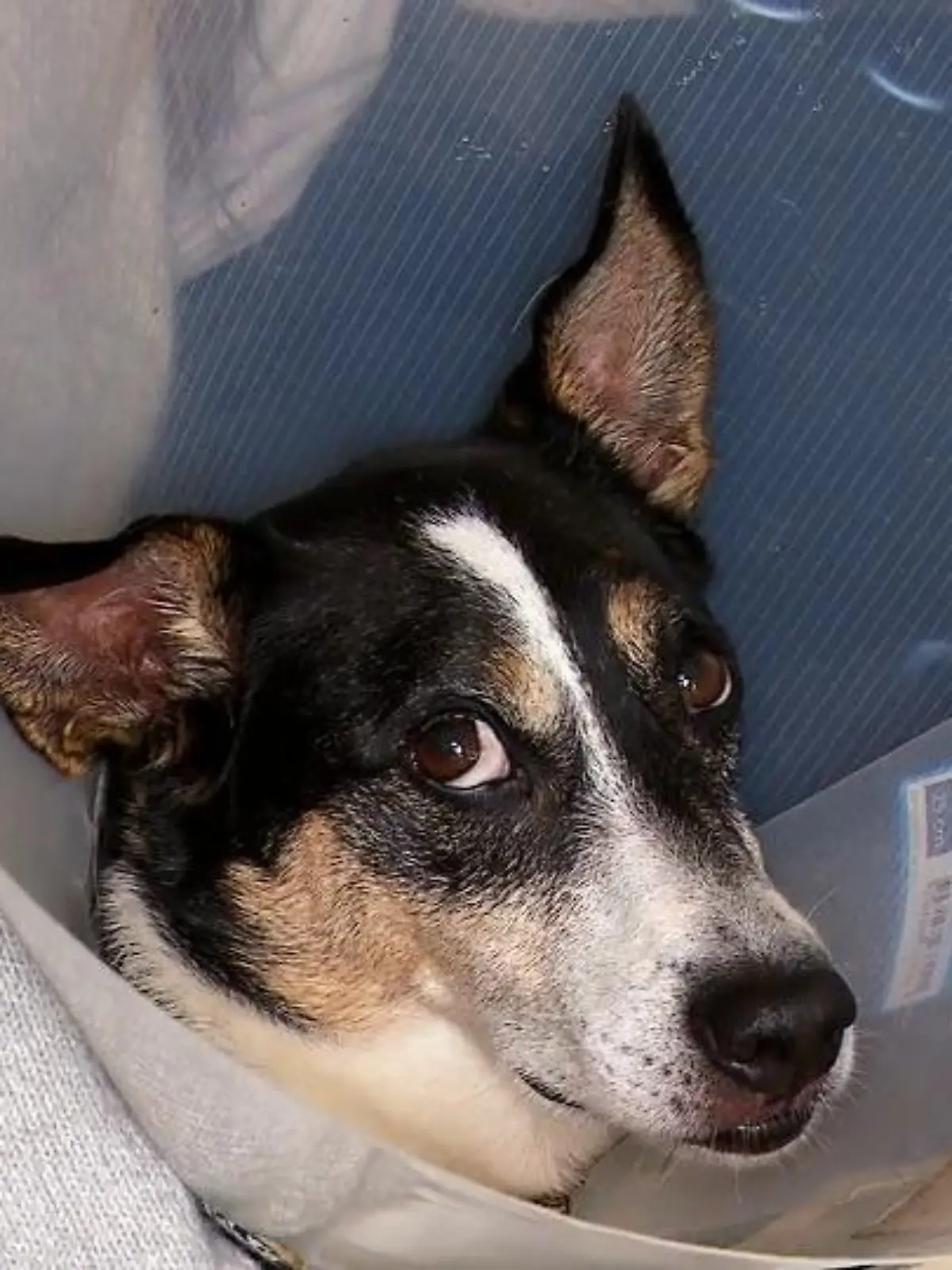 Bild zu: "Außer dem Lecken geht's Jojo gut – was also tun?"