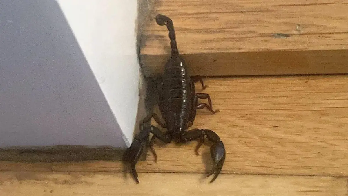 Skorpion nach Urlaub gefunden