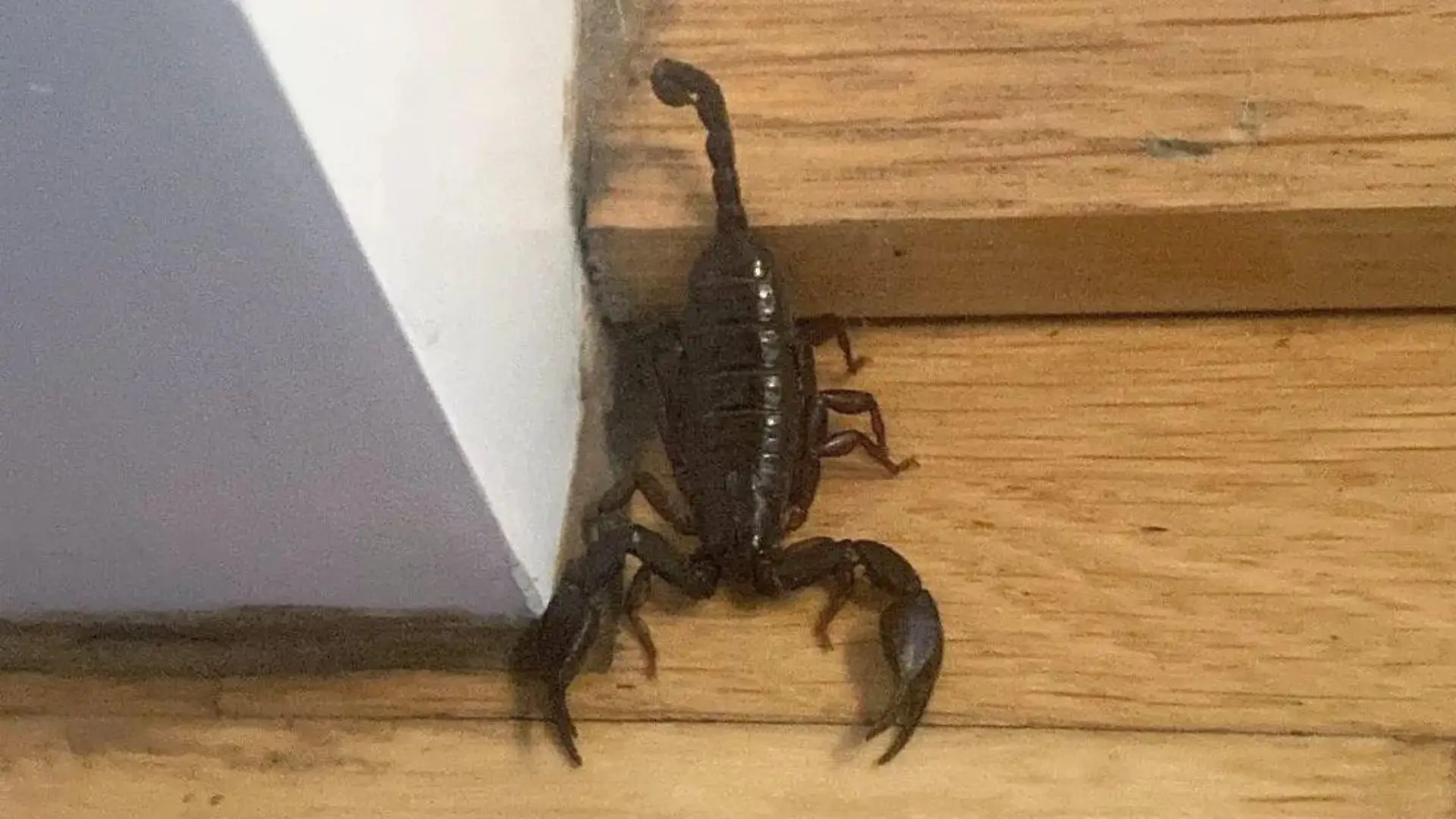 Skorpion nach Urlaub gefunden