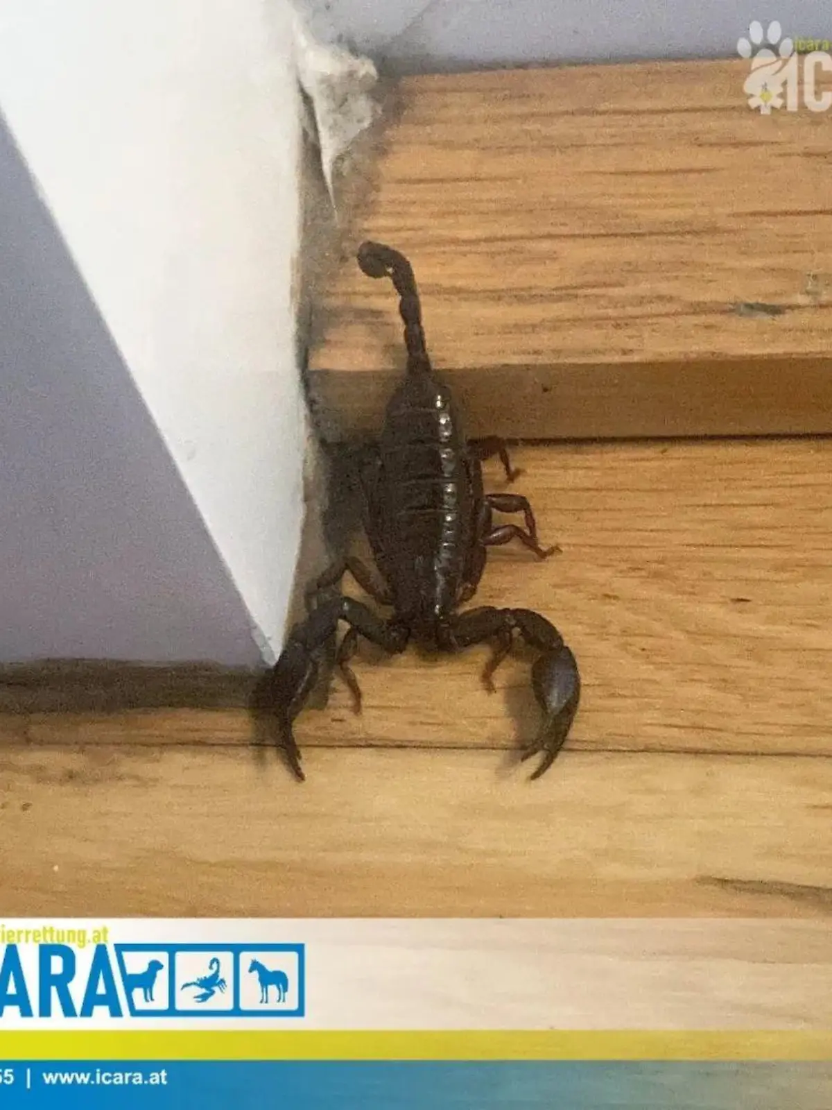 Skorpion nach Urlaub gefunden