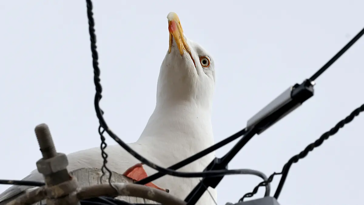 EXCLUSIVE: Nicki and Dave Baker of Woodside Avenue, Kinmel Bay say their lives are blighted by a pair of Herring Gulls that have nested on their roof. They say they are constantly mobbed by the parent birds and have had to defend themselves when leaving their home with a broom. Pictured: The Herring Gulls have been said to have been aggressive towards anyone near the property. Photo by Ian Cooper. 28 Jun 2022 Pictured: Nicki and Dave Baker of Woodside Avenue, Kinmel Bay say their lives are blighted by a pair of Herring Gulls that have nested on their roof. They say they are constantly mobbed by the parent birds and have had to defend themselves when leaving their home with a broom. Pictured: The Herring Gulls have been said to have been aggressive towards anyone near the property. Photo by Ian Cooper. Photo credit: Mirrorpix / MEGA TheMegaAgency.com +1 888 505 6342 (Mega Agency TagID: MEGA873261_004.jpg) [Photo via Mega Agency]