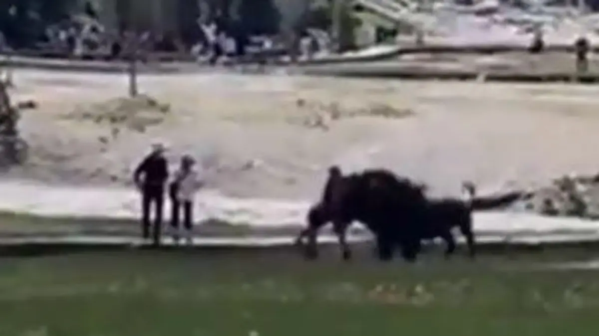 Zwischenfall im Yellowstone Nationalpark, Wyoming, USA: Ein ausgewachsener Bison-Bulle verteidigt sein Revier und nimmt zu nahe gekommene Touristen auf die Hörner