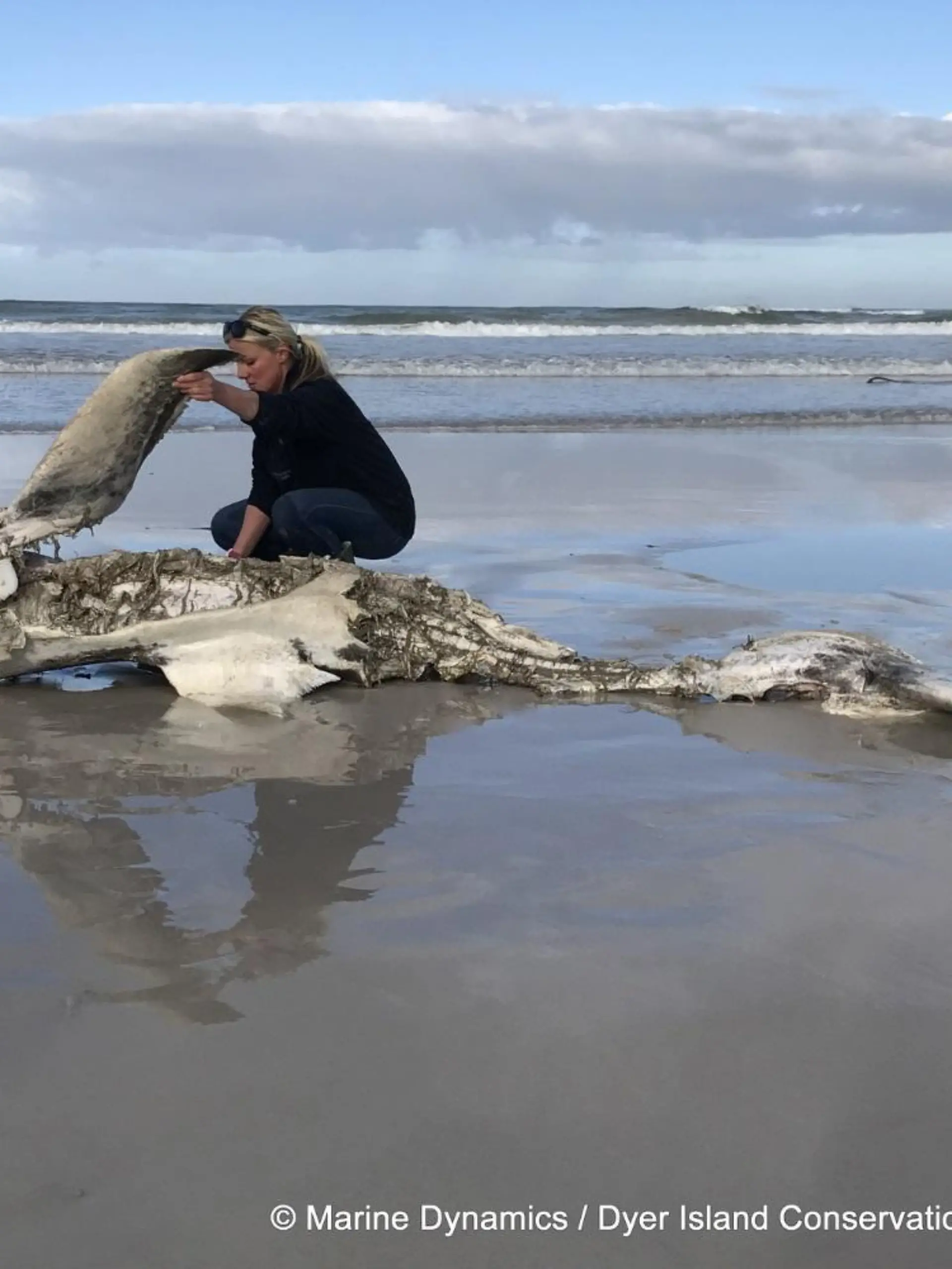 HANDOUT - 29.06.2022, Südafrika, -: Hauptautorin Alison Towner mit dem Kadaver eines Weißen Hais, der nach einem Orca-Angriff an die Küste gespült wurde. In Südafrika vertreibt und tötet ein Orca-Pärchen Weiße Haie aus ihrem angestammten Lebensraum. (zu dpa «Studie: Orca-Pärchen vertreibt und tötet Weiße Haie in Südafrika») Foto: Hennie Otto/Marine Dynamics/Dyer Island Conservation Trust/dpa - ACHTUNG: Nur zur redaktionellen Verwendung im Zusammenhang mit der aktuellen Berichterstattung und nur mit vollständiger Nennung des vorstehenden Credits +++ dpa-Bildfunk +++