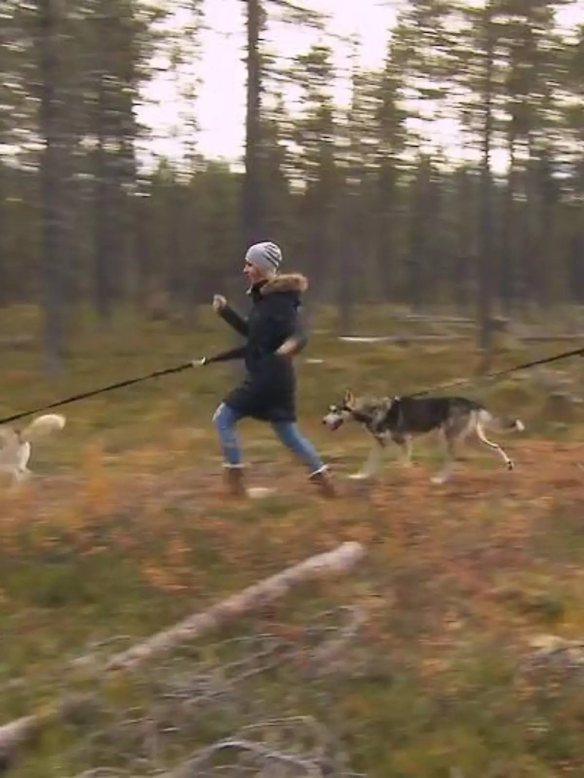 Bild zu: "Mit zwei Huskys durch Lappland"