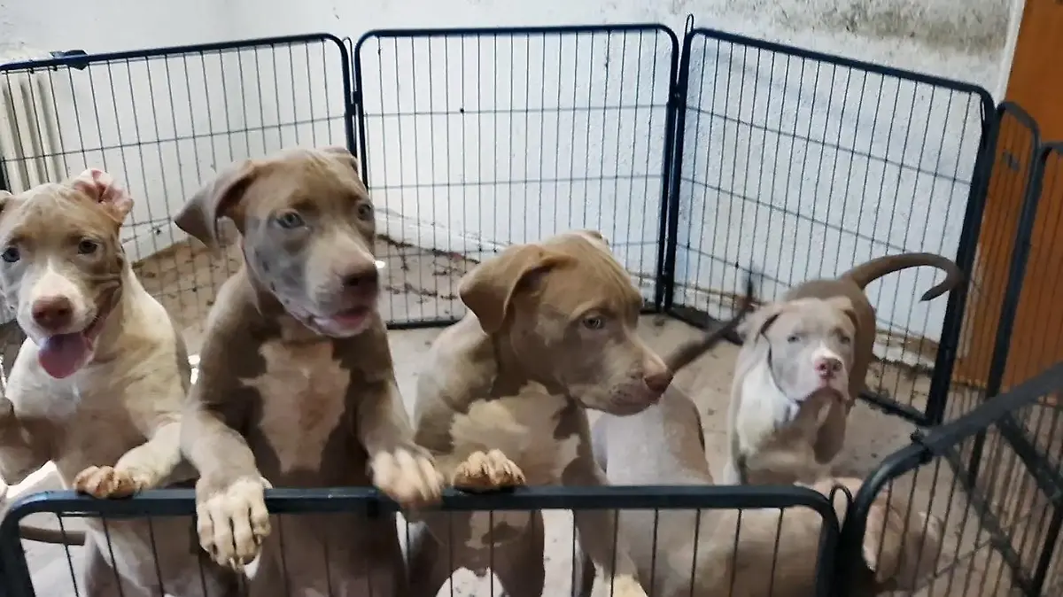 American Bully XL-Welpen sind eingesperrt