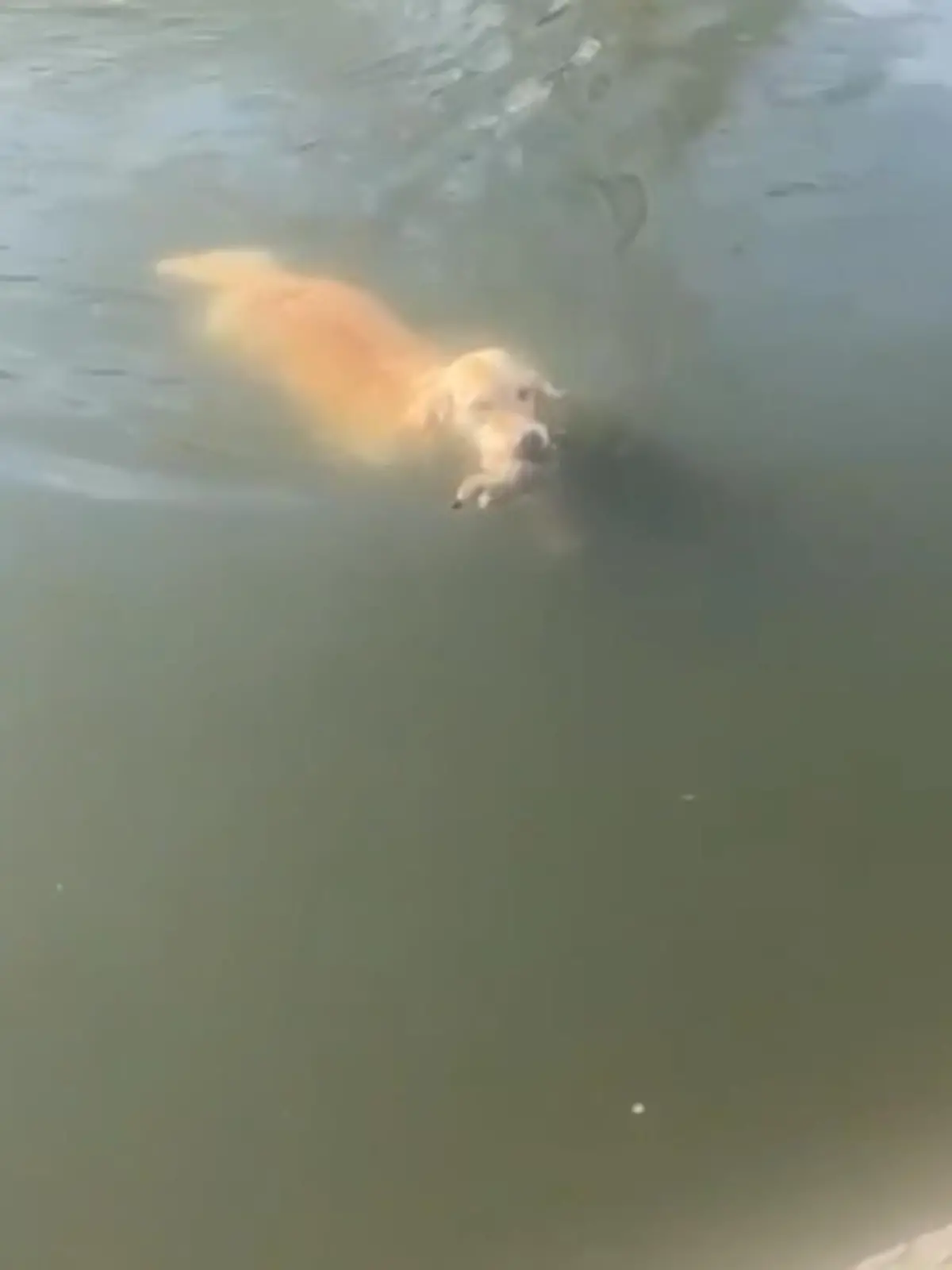 Violet ist ein Golden Retriever – und macht ihrem Namen alle Ehre. Denn übersetzt bedeutet ihre Hunderasse so viel wie „goldener Zurückbringer“. In diesem Fall bringt Violet etwas ganz besonderes zurück.