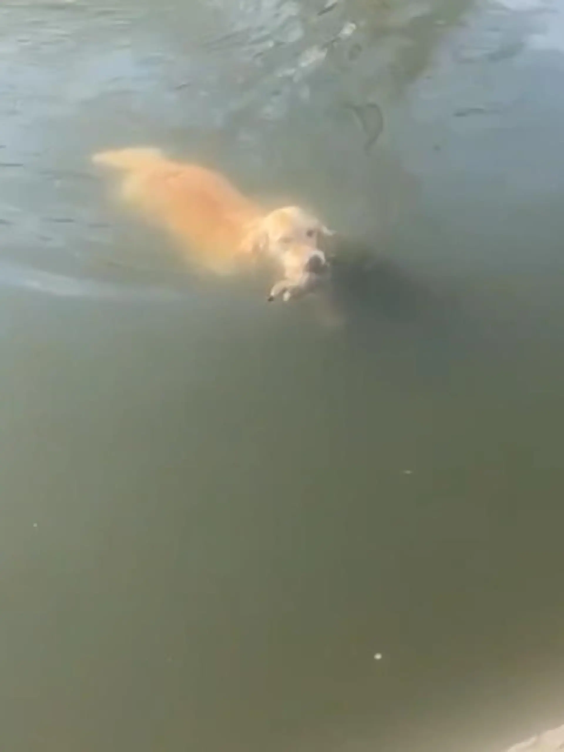 Violet ist ein Golden Retriever – und macht ihrem Namen alle Ehre. Denn übersetzt bedeutet ihre Hunderasse so viel wie „goldener Zurückbringer“. In diesem Fall bringt Violet etwas ganz besonderes zurück.