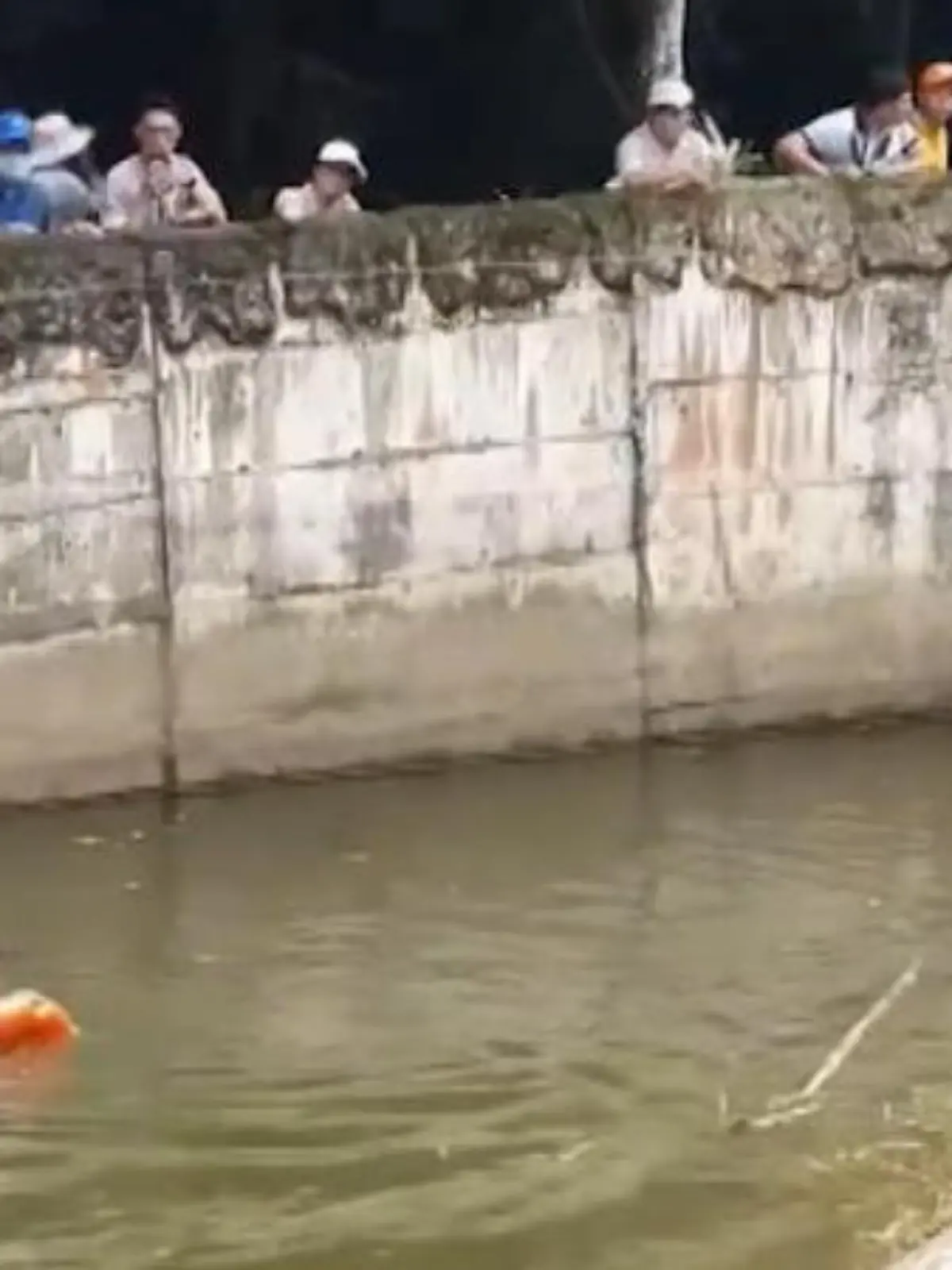 In einem Safari Park kommt es zu dramatischen Szenen: Ein Orang- Utan versucht sich Futter aus dem Wasser zu angeln und fällt plötzlich die steile Böschung hinab – das Tier kann nicht schwimmen und droht zu ertrinken. Doch dann kommt mutige Hilfe!