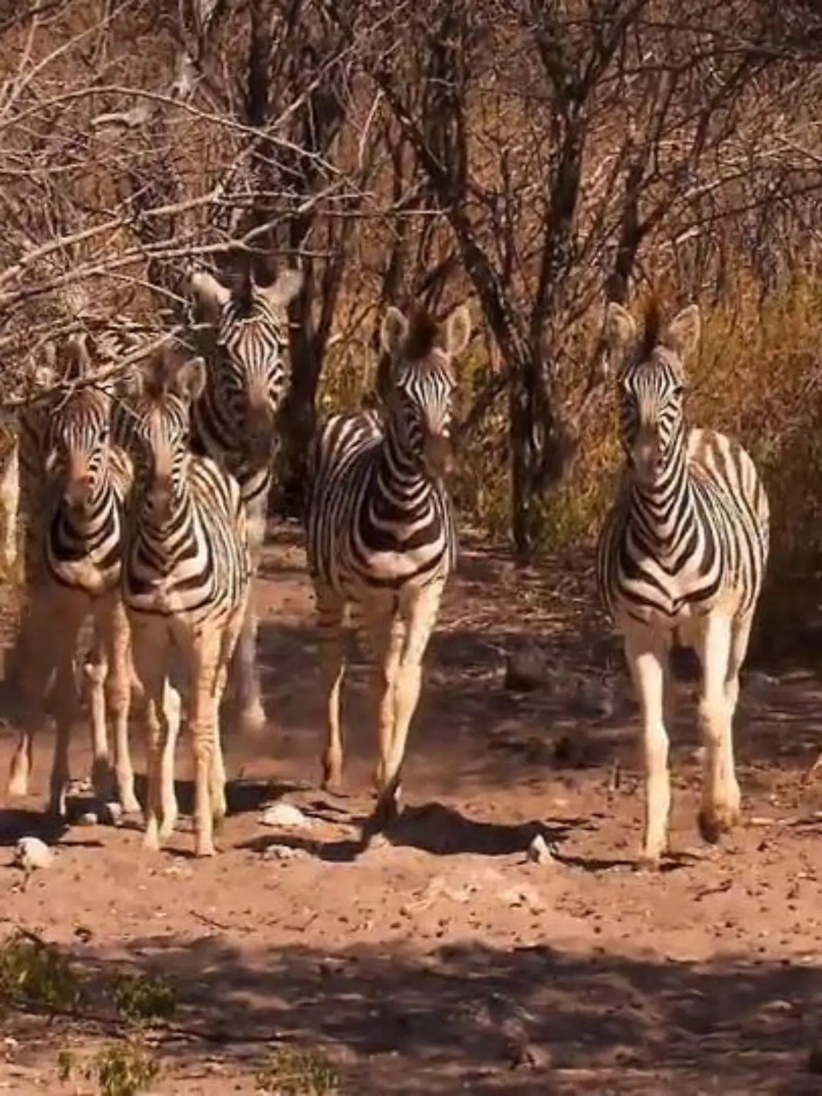 Bild zu: "Oliwia erlebt Namibia hautnah"