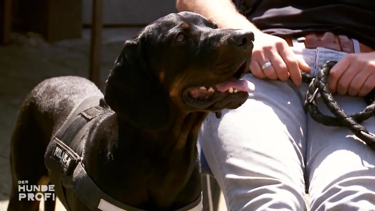 Sam jagt alles, was sich bewegt Verzweifelte Besitzer