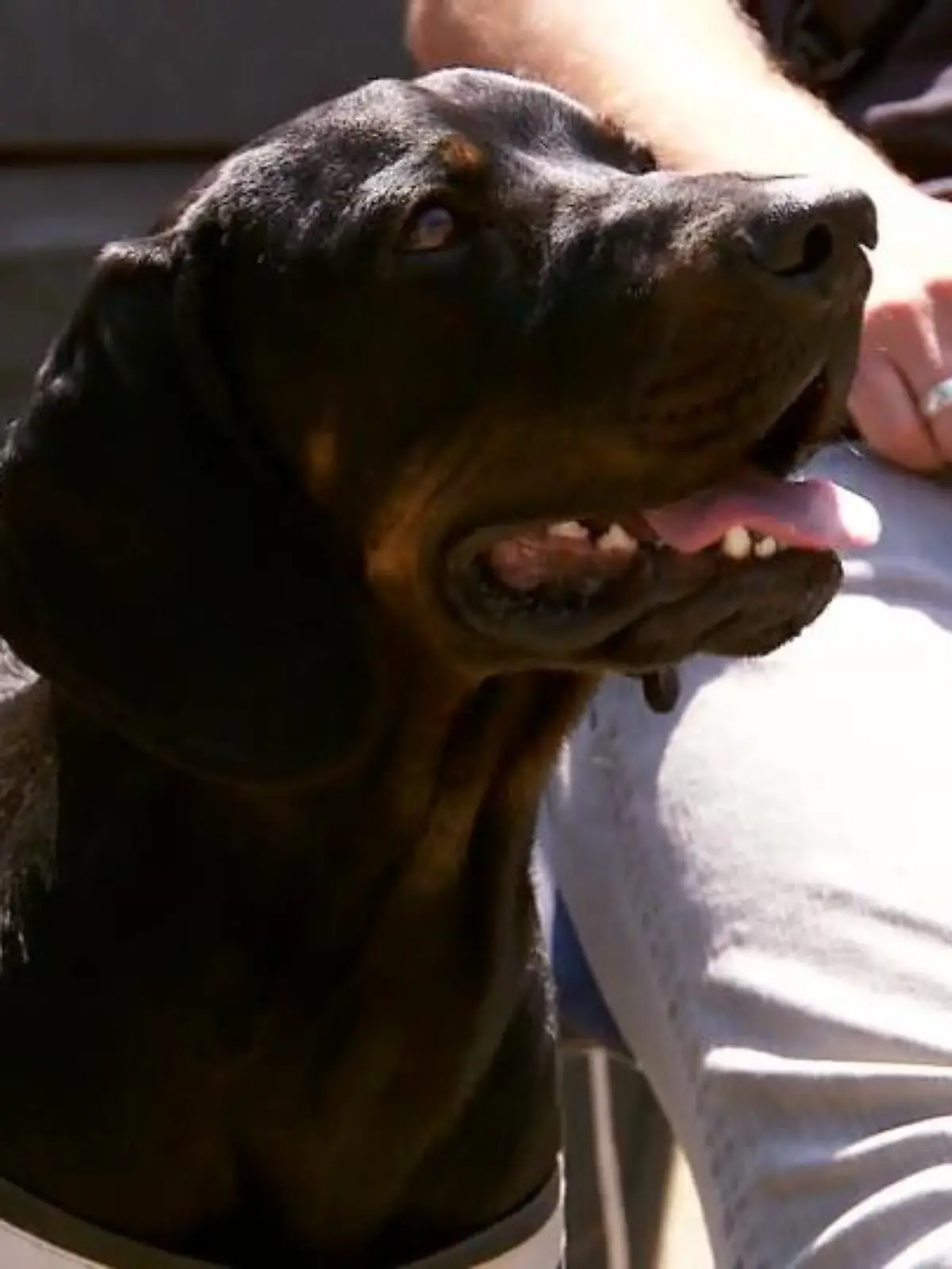 Bild zu: "Sam jagt alles, was sich bewegt"