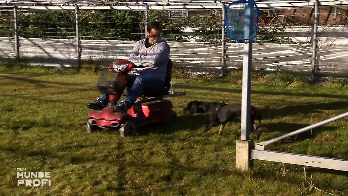 Sams Training wird heute auf die Probe gestellt Apportieren oder attackieren?