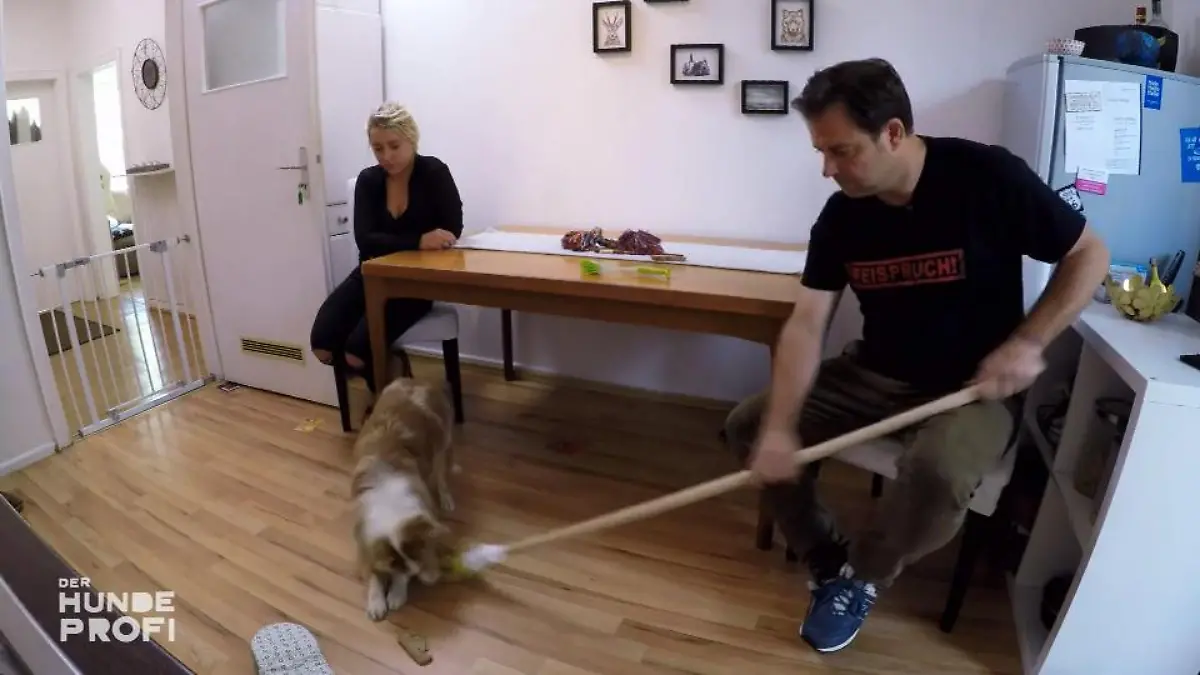 Wie reagiert Milow auf Martin Rütters Sticheleien? Besuch beim Mini-Aussie-Rüpel