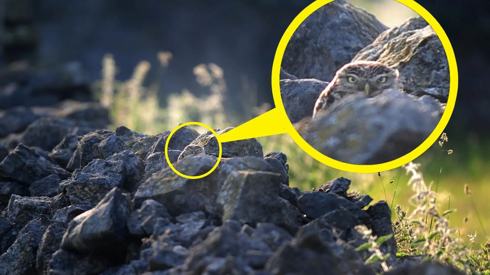 Villager Jim / CATERS NEWS (PICTURED The owl in it's hiding place) These sneaky owls are nearly impossible to spot in these impressive photographs. An amateur photographer took these images of well-camouflaged owls in Tideswell, Derbyshire. The 56-year-old wildlife photographer, from the Peak District, devoted plenty of early mornings over a six-week period to capturing these stunning images. These pictures capture both the stunning wildlife, that the everyday public pass by without interest or knowledge that it's there, and the fun nature of owl spotting. SEE CATERS COPY.