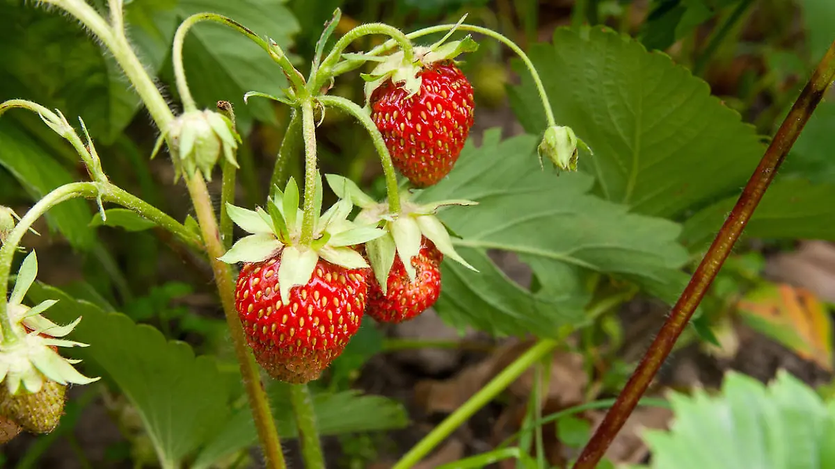 Erdbeeren 