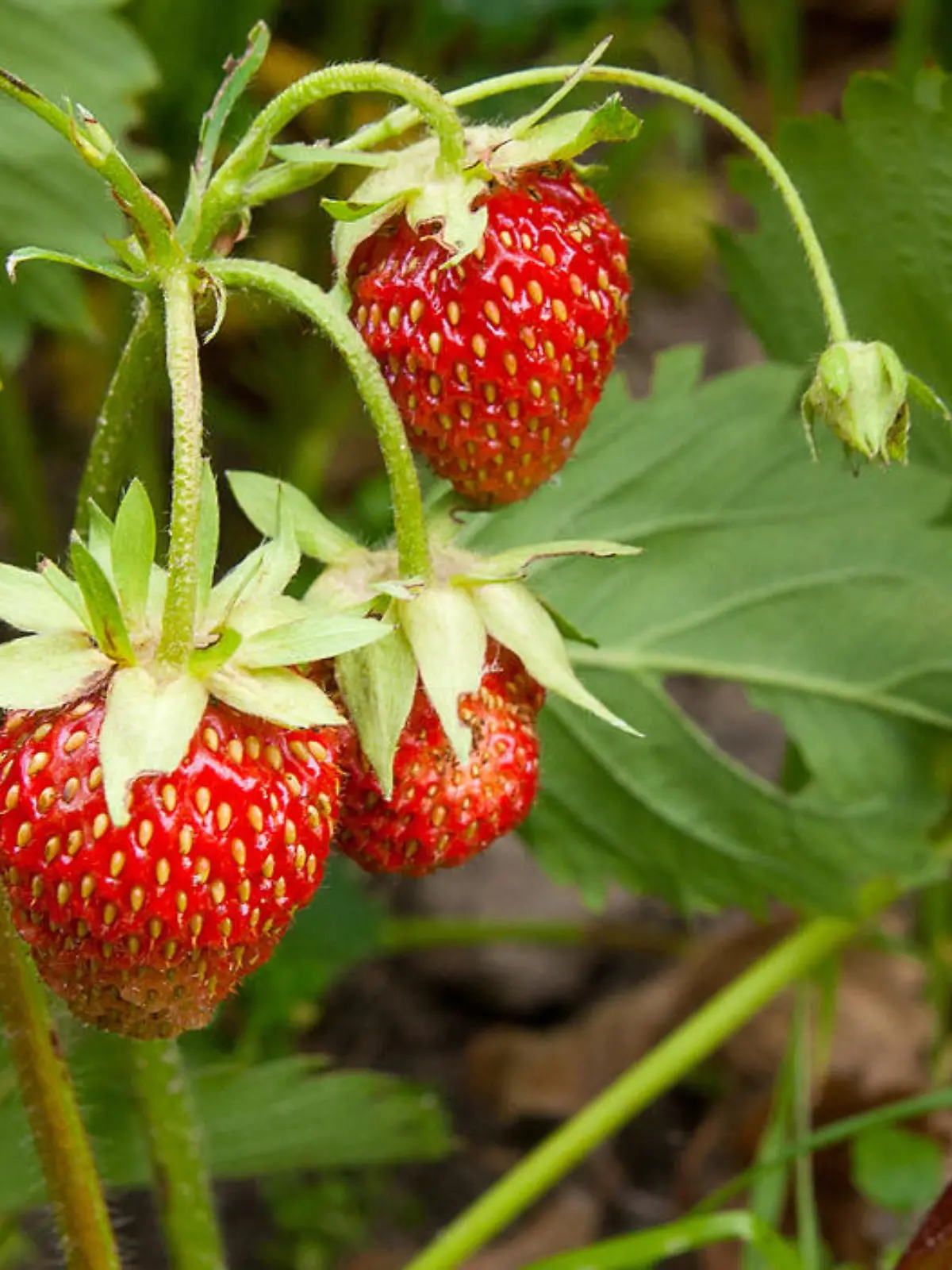 Bild zu: "Erdbeeren"