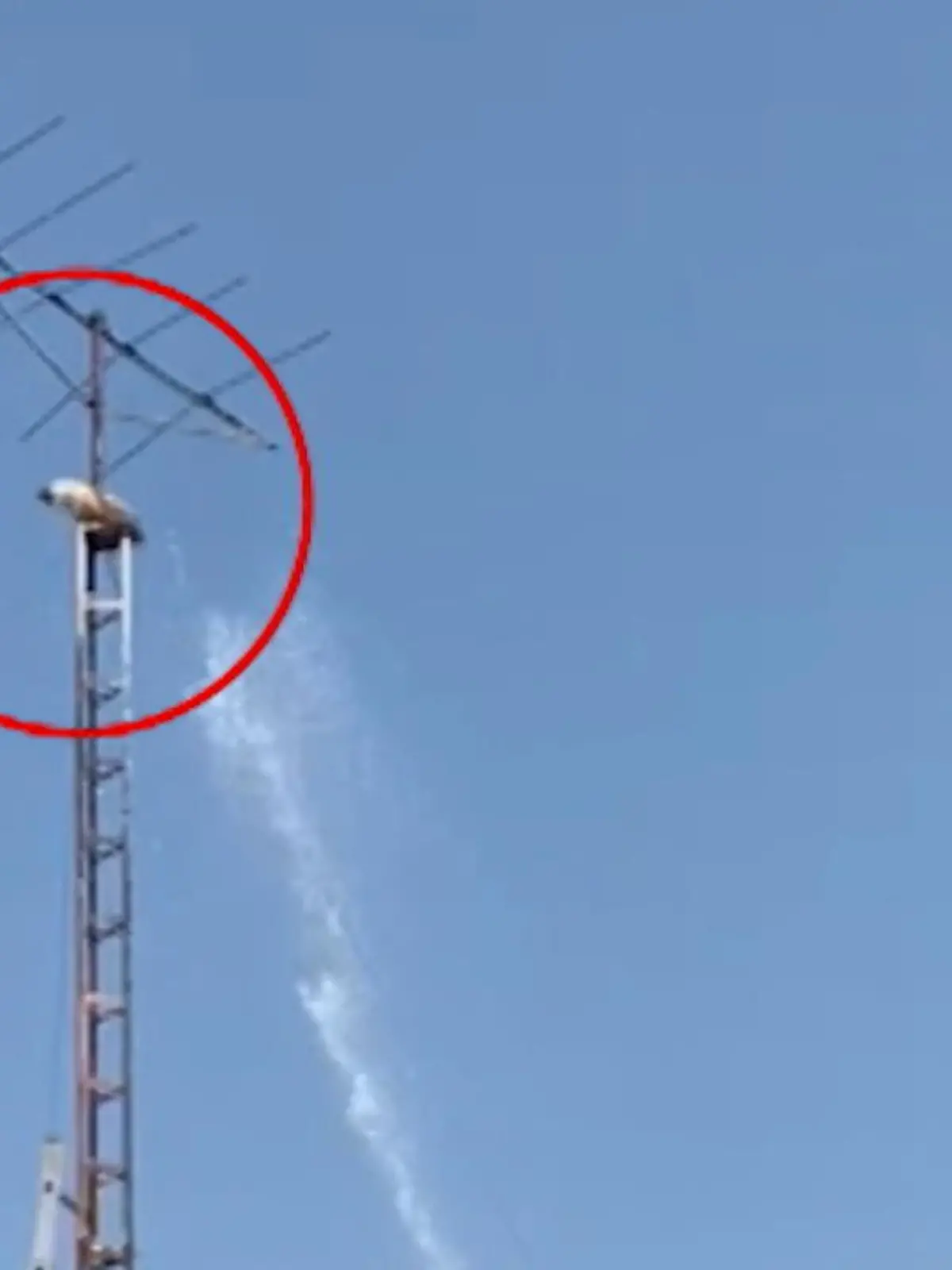 Dass Katzen bekanntlich sieben Leben haben, wissen wir. Warum sie die auch brauchen, zeigt dieser krasse Sprung aus Mexiko. Die Katze traut sich nicht mehr alleine von der zehn Meter hohen Antenne. Der Mast ist zu instabil um ihn hinaufzuklettern, deshalb schafft die Polizei mit einem Wasserstrahl Abhilfe.