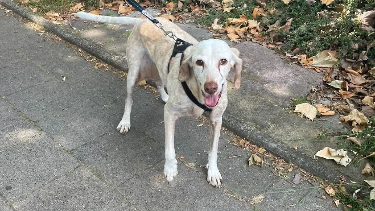 Der gerettete Hund ist schon wieder auf den Beinen