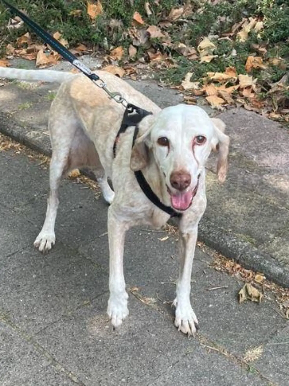 Der gerettete Hund ist schon wieder auf den Beinen