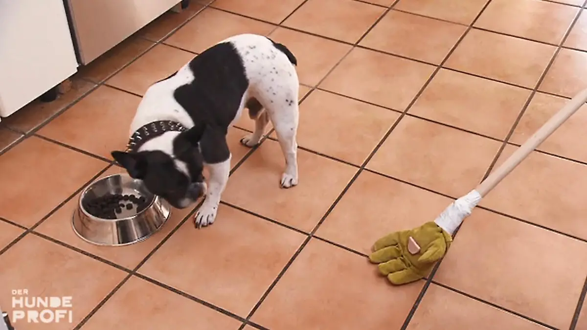 Django soll an Ablenkungen gewöhnt werden Was soll das denn?