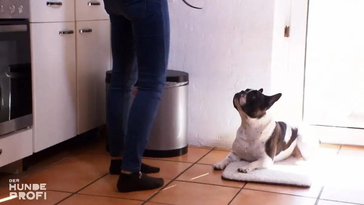Von der Schnappmaschine zum Kuschelhund? Kooperations-Training