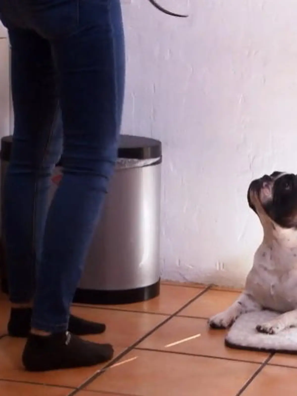 Bild zu: "Von der Schnappmaschine zum Kuschelhund?"