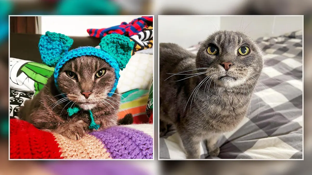 Keinohrkatze Nora aus Wisconsin hat zwar keine Ohren mehr, hört aber perfekt - und ist jetzt ein Instagram Star.