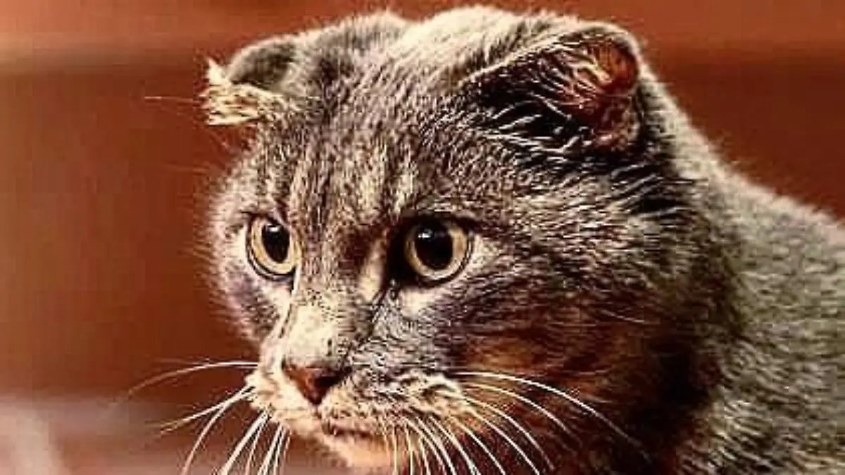 Story from Jam Press (No Eared Cat)
Pictured: Nora the cat with no ears that has generated a large following on social media.This is Nora before having her ears removed.
Former street cat with NO EARS becomes Instagram star – and her hearing is still perfect
An earless cat has become a social media star – despite the lazy moggy sleeping for up to 20 hours a day.
Nora, from Wisconsin, US, had to have the outer flaps of her ears chopped off after they became infected through years of living on the street.
The domestic shorthair grey tabby mix was eventually rescued and taken to a local vet, who discovered she had chronic ear infections and hematomas.
Vets found the only way to treat her ear canals was to chop off the badly infected flaps – leaving her with an unusual appearance.
Despite initial fears she wouldn't be adopted, Nora was snapped up within a month by veterinary nurse, H Due, and their wife in January 2020.
Although looking like she has no ears, the moggy is still able to hear thanks to vets keeping her ear drums and canals.
So like every other cat in the world, she'll coming running when a packet of Dreamies are shaken.
And true to feline form, Nora's favourite hobby is napping, which she does with the couple's three-legged dog Matilda.
In fact, she loves so much, she sleeps 20 hours a day.
"Nora is an absolute sweetheart. She has no fear whatsoever and greets any person or pet head-on," H told NeedToKnow.online
"She tolerates the other cats, but they don't play with her, and she actively snuggles our two dogs.
"She doesn't appear to be any more sensitive to sound than my other cats.
"She has several pairs of knitted fake ears but we've never had to use earmuffs.
"She's just very lazy, like any other cat."
Nora has earned an army of fans on Instagram (@nora.no.ears) boasting 28,500 followers.
On one picture of the sweet pet, an Instagram user said: "She's so lovely little darling. She doesn't needs ears to look so lovely an