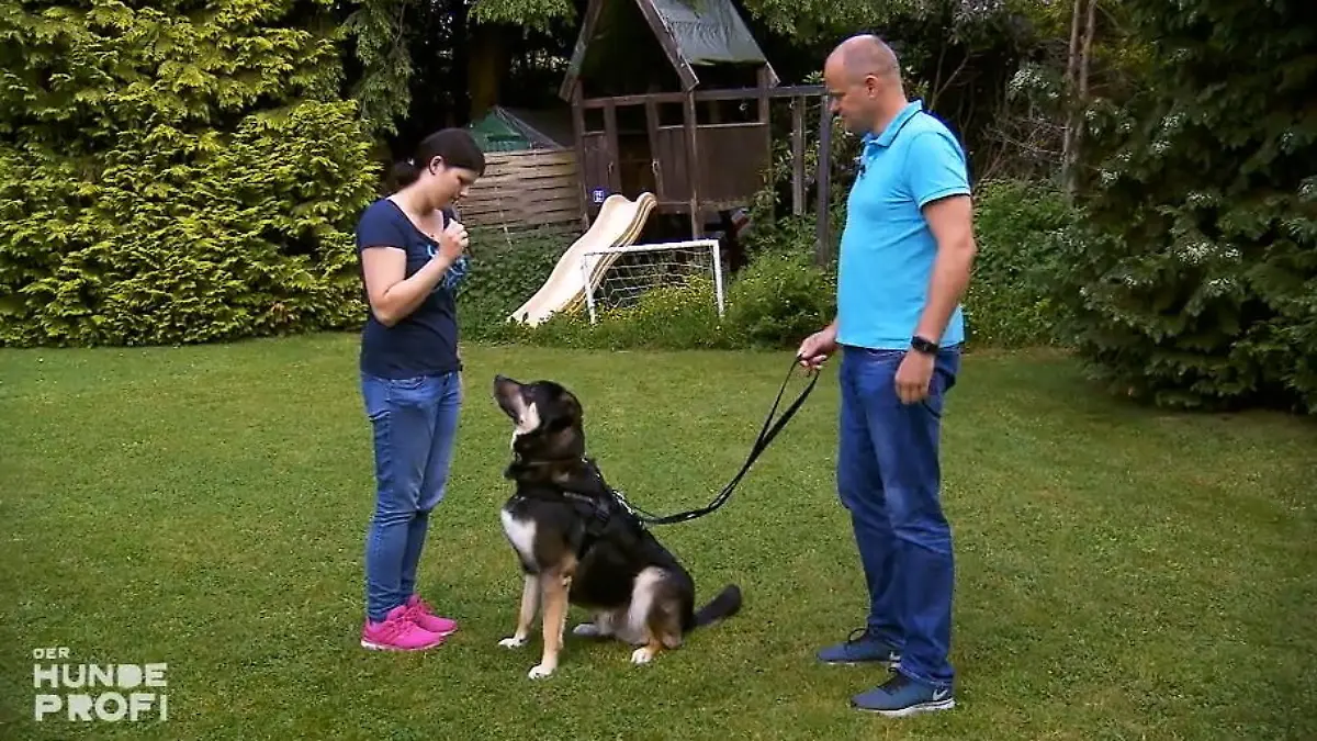 Machtkampf beim Gassigehen Leo lernt dazu