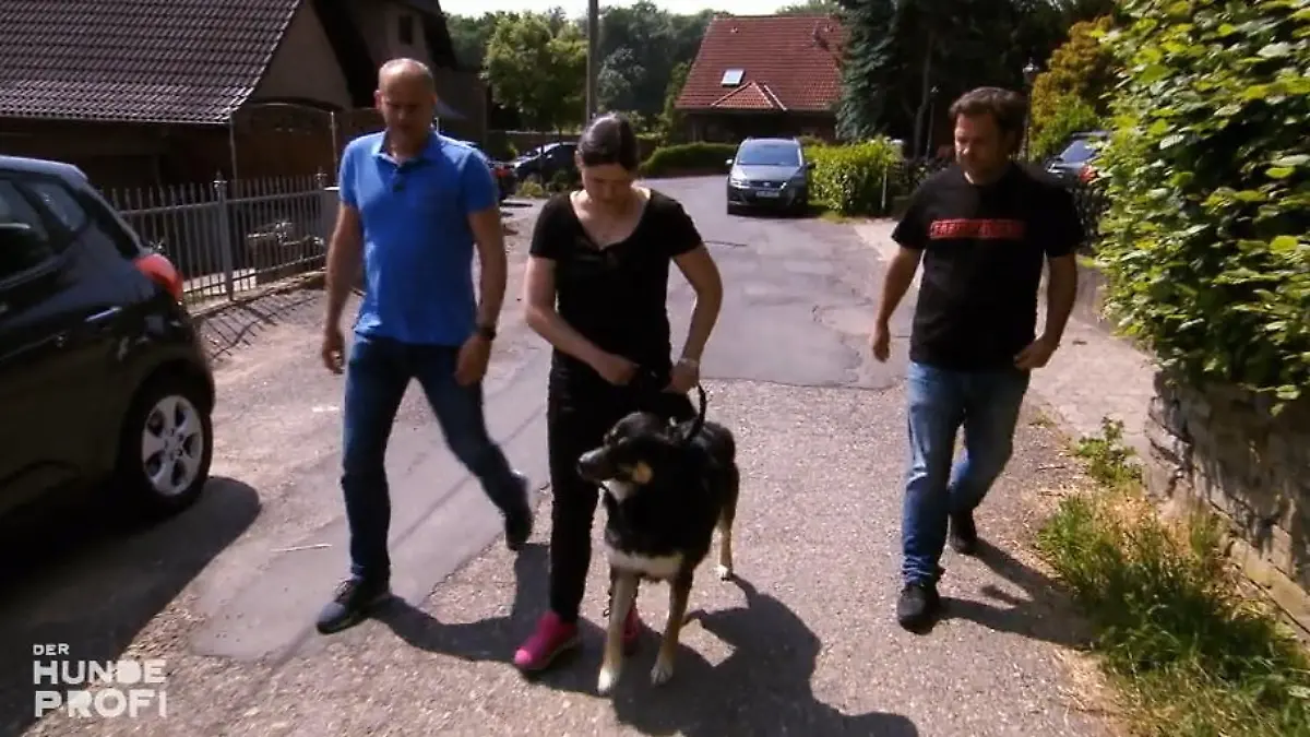 An der Leine dreht Leo völlig durch Machtkampf mit Frauchen
