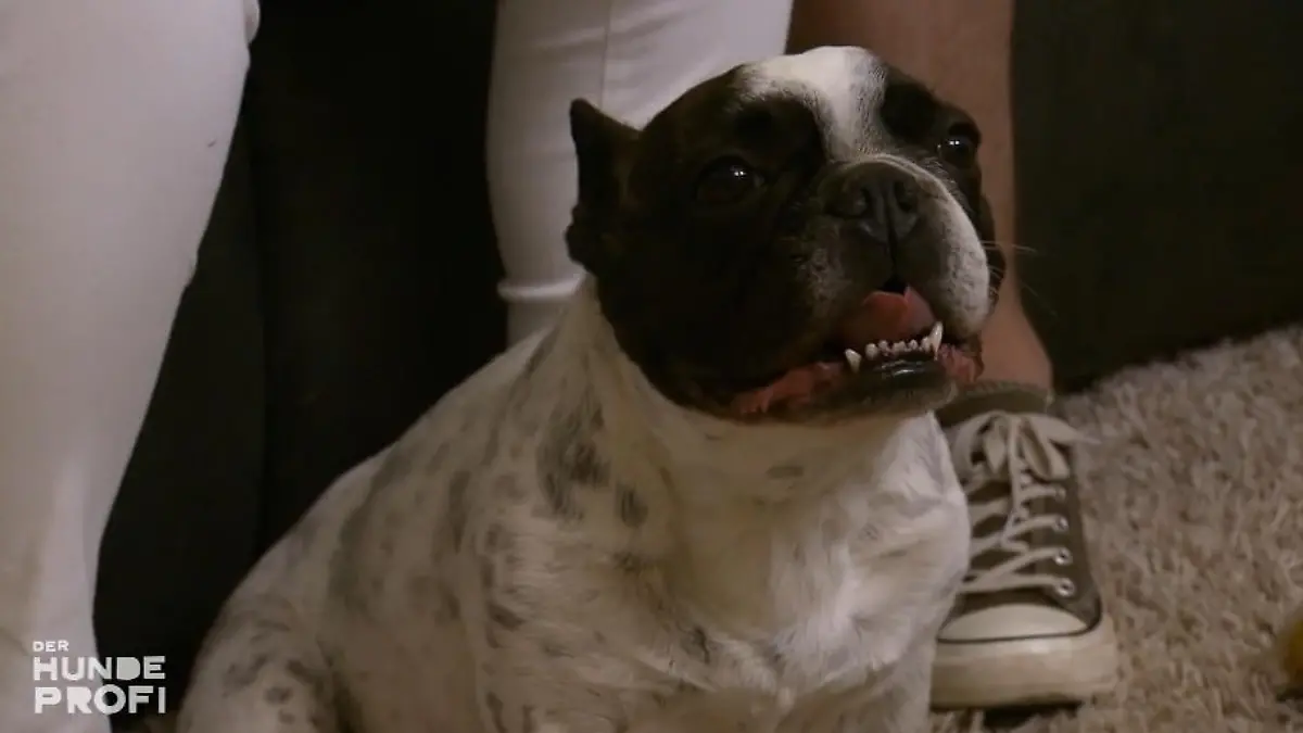 Bulldogge Lotte frisst Hundekot Ganz schön eklig