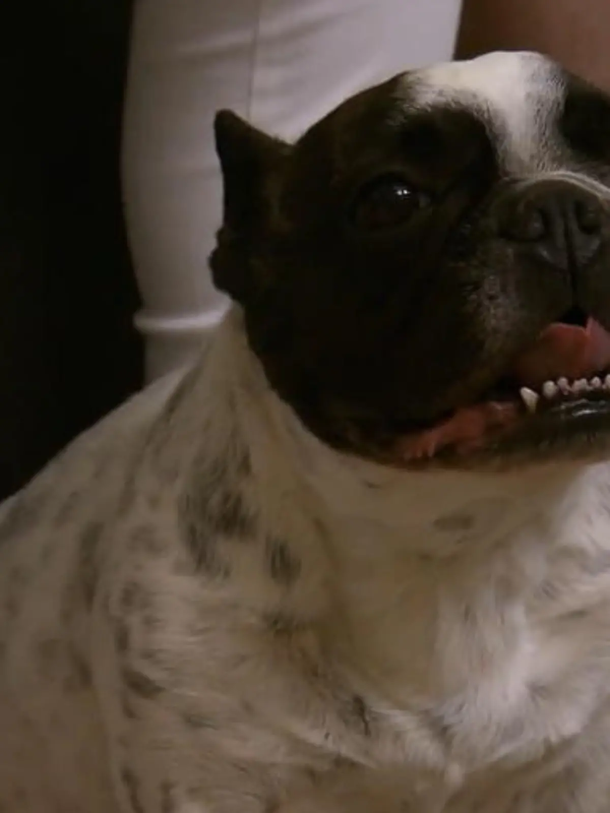 Bild zu: "Bulldogge Lotte frisst Hundekot"