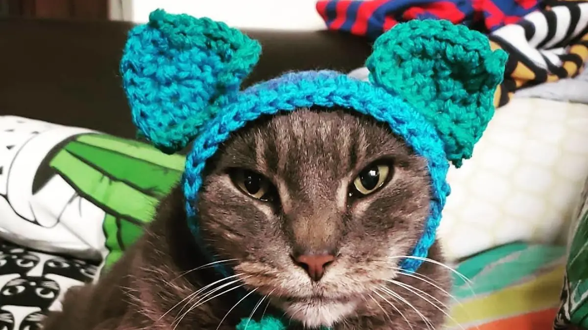 Story from Jam Press (No Eared Cat)
Pictured: Nora the cat with no ears that has generated a large following on social media. Here she is wearing crocheted ears.
Former street cat with NO EARS becomes Instagram star – and her hearing is still perfect
An earless cat has become a social media star – despite the lazy moggy sleeping for up to 20 hours a day.
Nora, from Wisconsin, US, had to have the outer flaps of her ears chopped off after they became infected through years of living on the street.
The domestic shorthair grey tabby mix was eventually rescued and taken to a local vet, who discovered she had chronic ear infections and hematomas.
Vets found the only way to treat her ear canals was to chop off the badly infected flaps – leaving her with an unusual appearance.
Despite initial fears she wouldn't be adopted, Nora was snapped up within a month by veterinary nurse, H Due, and their wife in January 2020.
Although looking like she has no ears, the moggy is still able to hear thanks to vets keeping her ear drums and canals.
So like every other cat in the world, she'll coming running when a packet of Dreamies are shaken.
And true to feline form, Nora's favourite hobby is napping, which she does with the couple's three-legged dog Matilda.
In fact, she loves so much, she sleeps 20 hours a day.
"Nora is an absolute sweetheart. She has no fear whatsoever and greets any person or pet head-on," H told NeedToKnow.online
"She tolerates the other cats, but they don't play with her, and she actively snuggles our two dogs.
"She doesn't appear to be any more sensitive to sound than my other cats.
"She has several pairs of knitted fake ears but we've never had to use earmuffs.
"She's just very lazy, like any other cat."
Nora has earned an army of fans on Instagram (@nora.no.ears) boasting 28,500 followers.
On one picture of the sweet pet, an Instagram user said: "She's so lovely little darling. She doesn't needs ears to look so lovely and sweet.