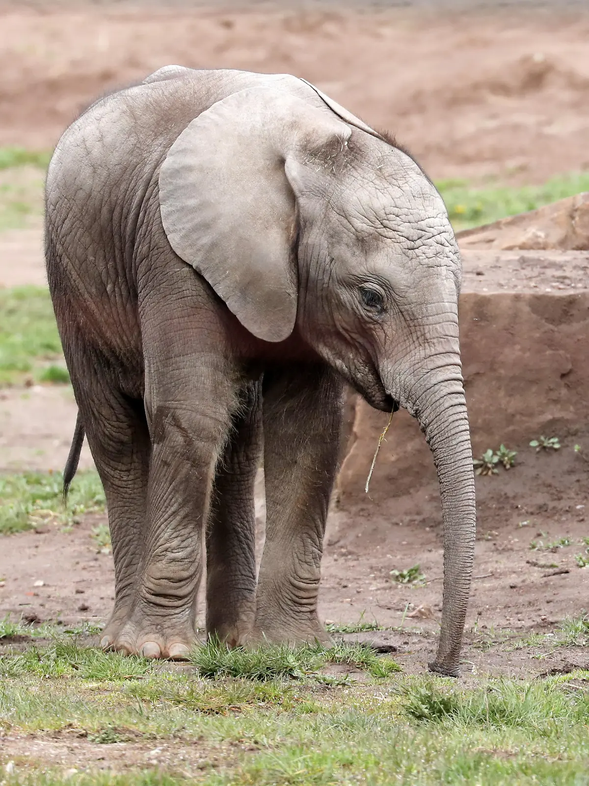 Das Elefantenbaby Ayoka läuft durch das Gehege im Thüringer Zoopark. Hier wird eine neue Aussichtsplattform geschaffen, die einen Blick über das Elefantengehege und eine Aussicht auf die Stadt ermöglicht.